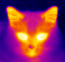 Cat scratch fever.. pfft... Satan scratch fever!